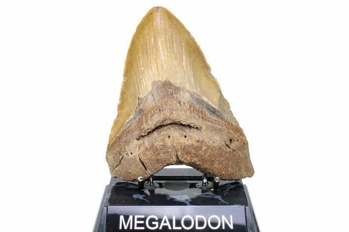 Bargain, Fossil Megalodon Tooth - Repaired #251274